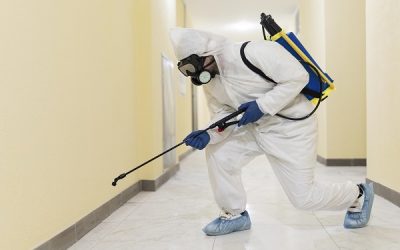 Derattizzazione e sanificazione: proteggi il tuo business con servizi professionali